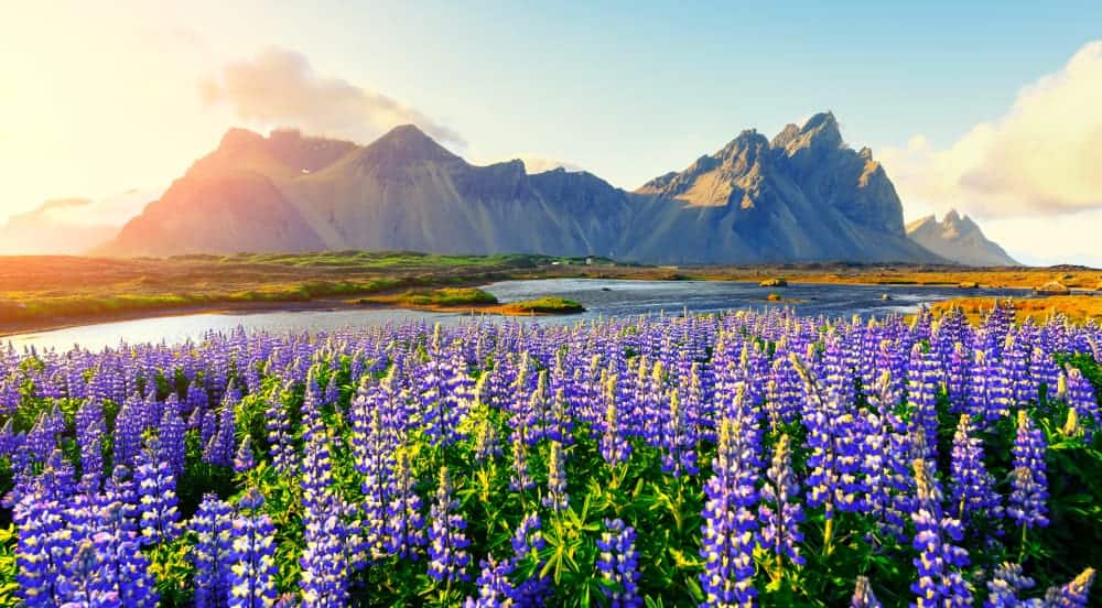 a field of purple lupine flowers in the foreground with a large mountain in the background at sunset