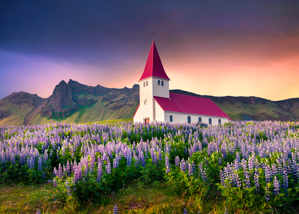the church in Vik at sunset with lupine and green mountains