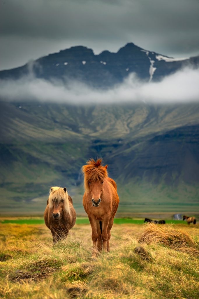 Photo of Icelandic horses with a mountain in the background.