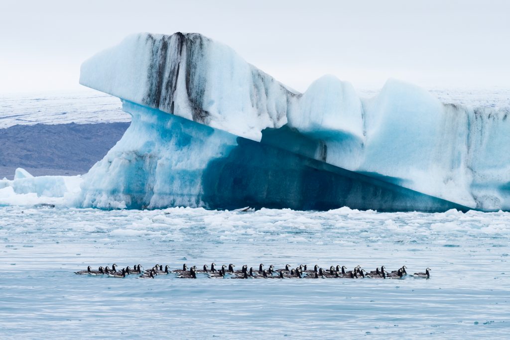 ducks floating in glacier lagoon with a large glacier in the background