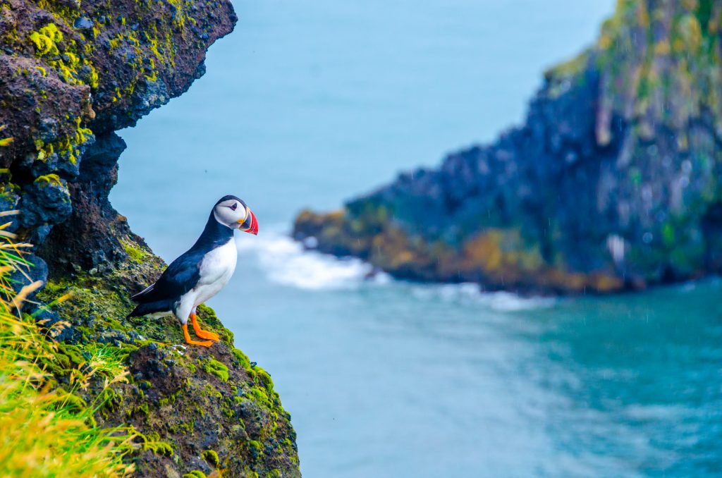 puffin sitting on edge of cliff Iceland Itinerary