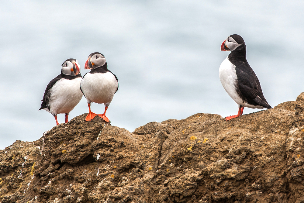 3 puffins standing on a rock on a cloudy day
