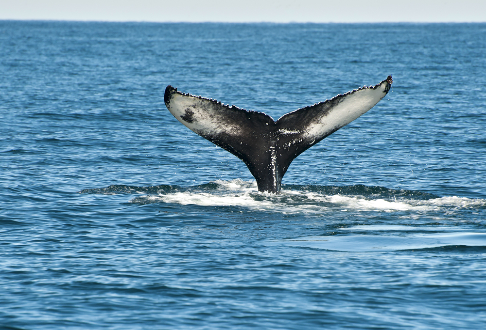 A whale tail submerging into the water