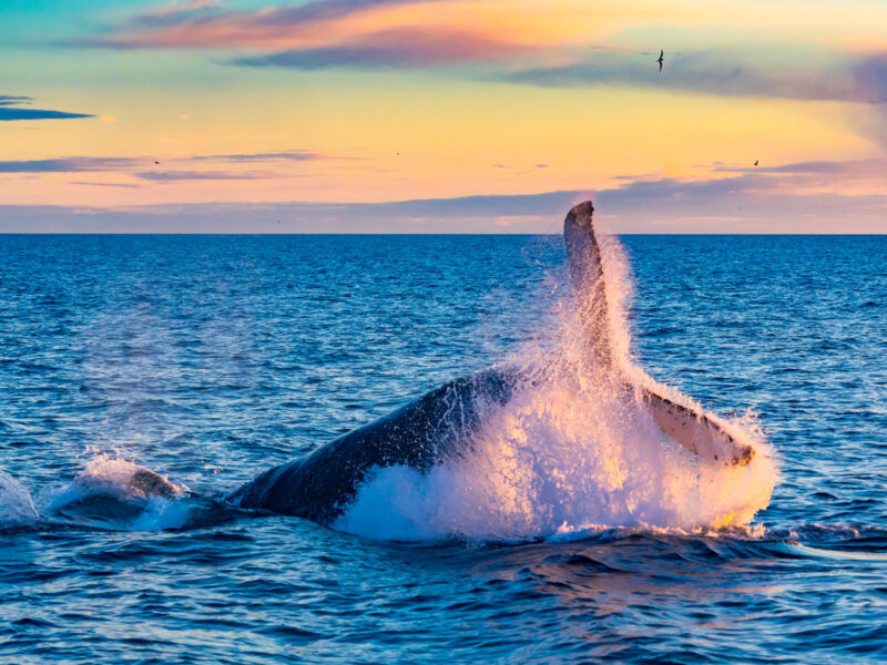 A whale breeches the water in the ocean off of Iceland at sunset.