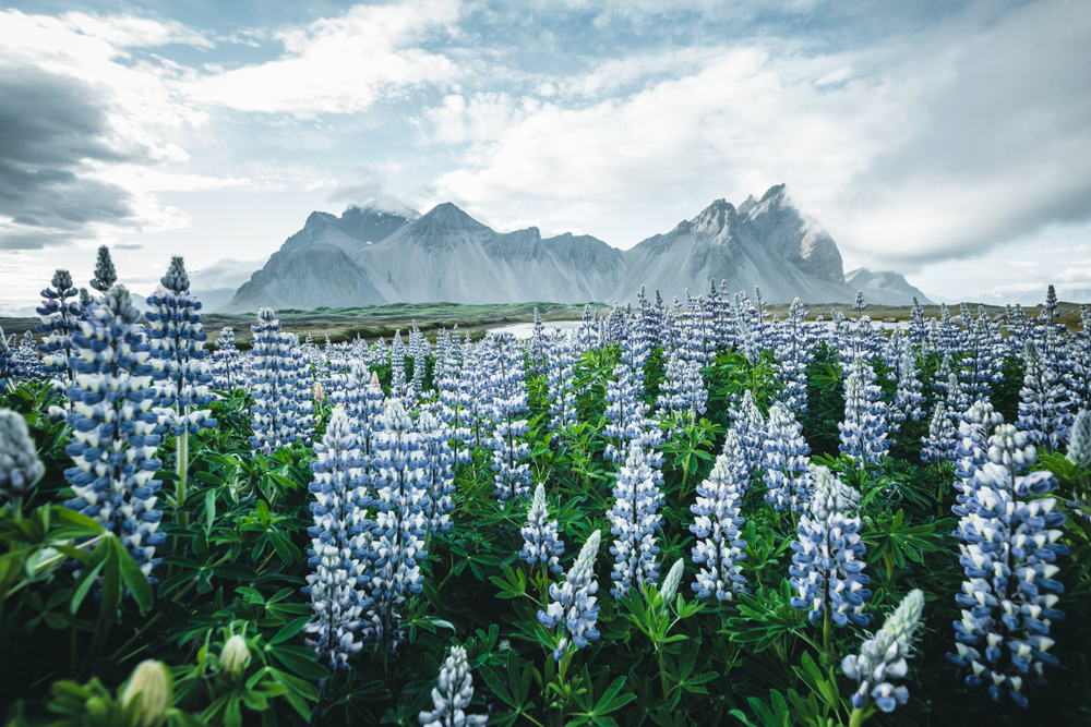 Photo of flowers in Iceland.