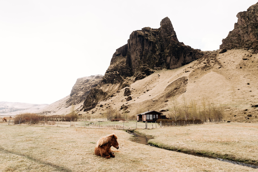 Photo of an Icelandic horse.