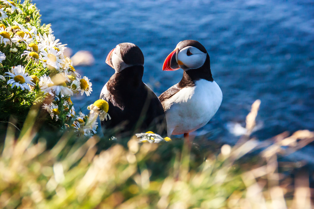 Two puffins sitting on a cliff side next to white flowers.