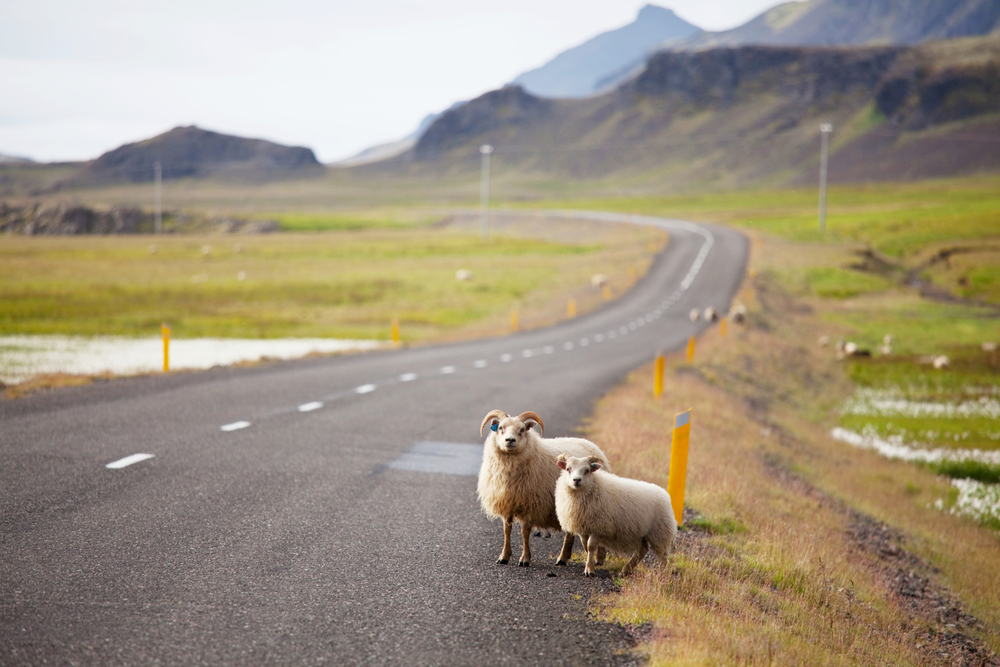 Photo of sheep on an Iceland road.