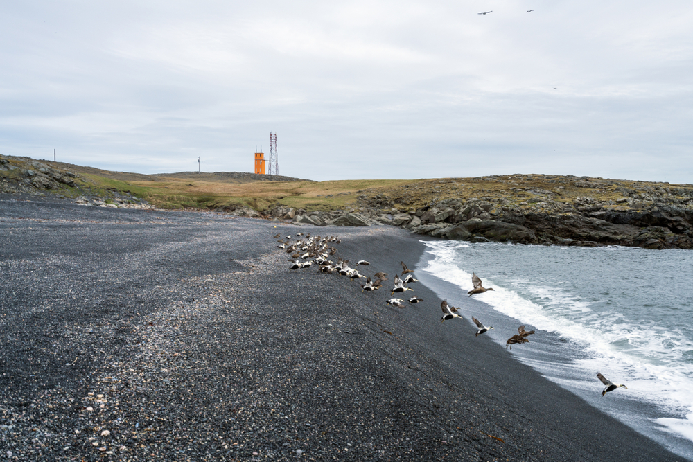 photo of birds on Hvalnes beach, one of the national parks in Iceland. There is a lighthouse in the background