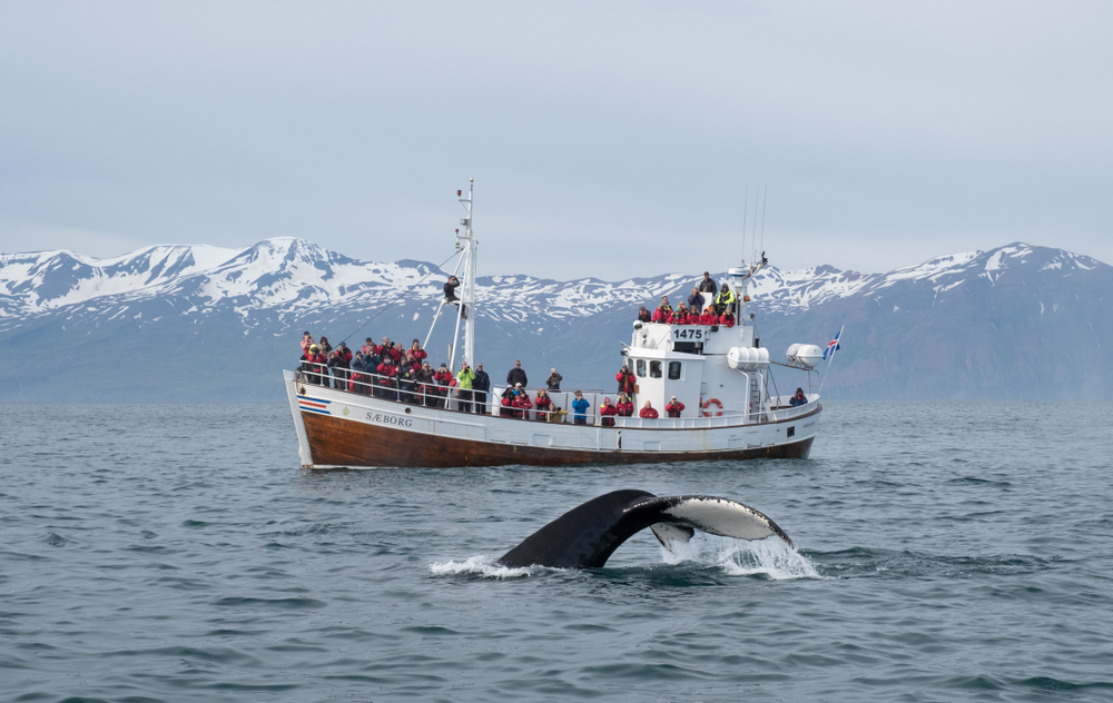 whale watching during your trip to Iceland in October