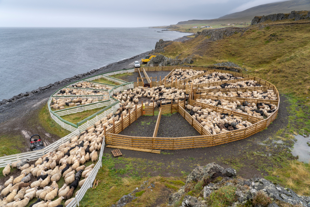 sheep herding during september in Iceland