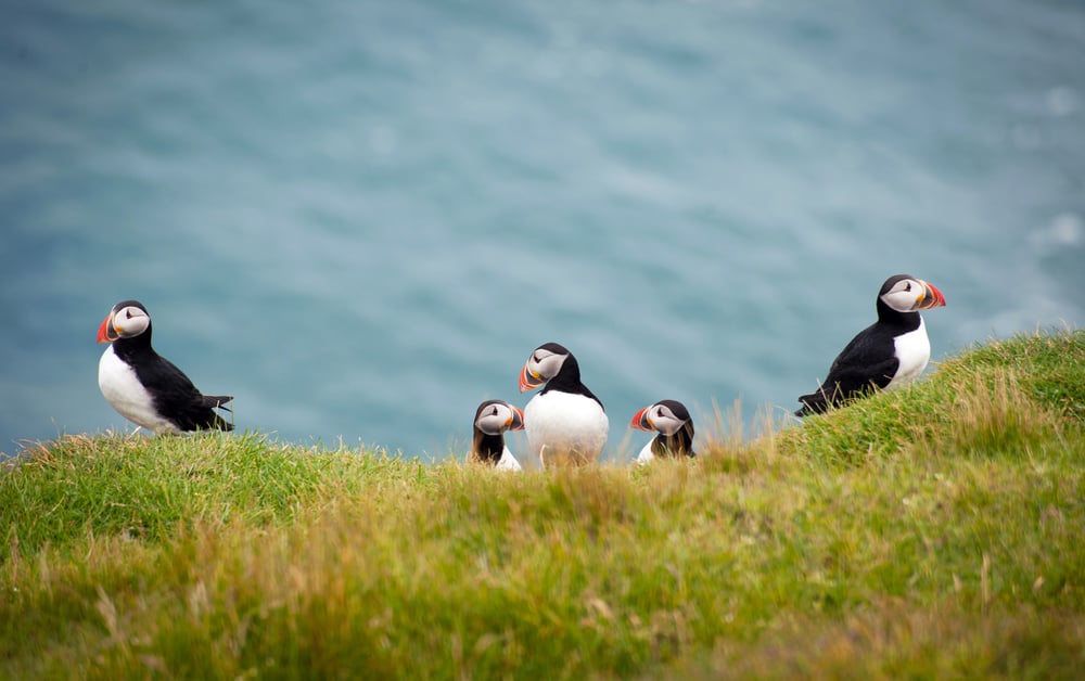 puffins on the westman islands in iceland