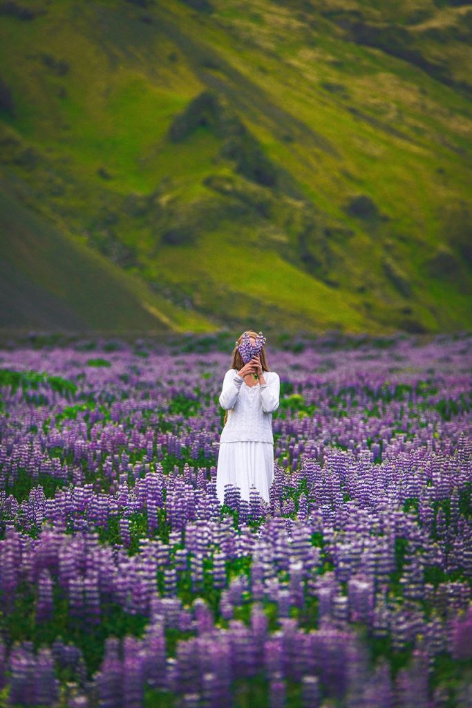 woman in white standing in purple lupine field Iceland wedding