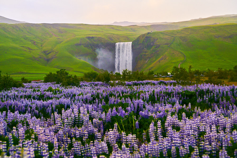 lupine fields in front of skogafoss waterfall iceland