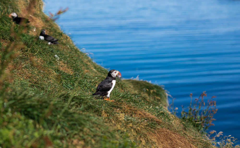 Come to East Iceland to see puffins at Borgarfjardarhofn.