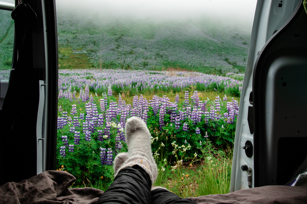 Open campervan doors looking out at a field of lupine flowers.