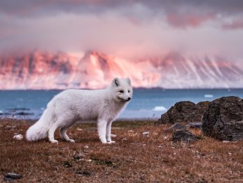 Arctic fox, one of the most popular animals in iceland standing on edge of ocean on a sunny day