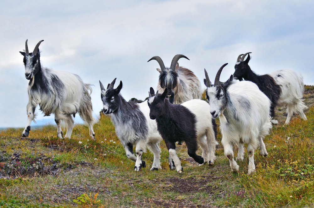 six goats running in a field in iceland on a cloudy day