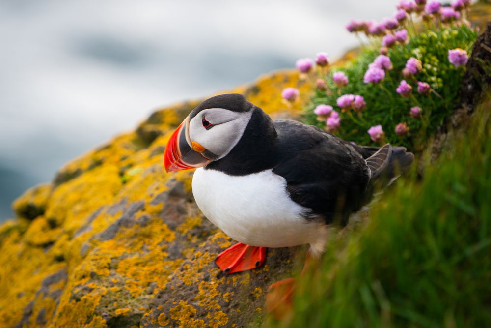 a puffin standing on a cliff edge with pink flowers 