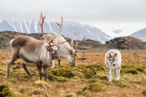 Top 10 Animals In Iceland You May See During Your Trip - Iceland Trippers