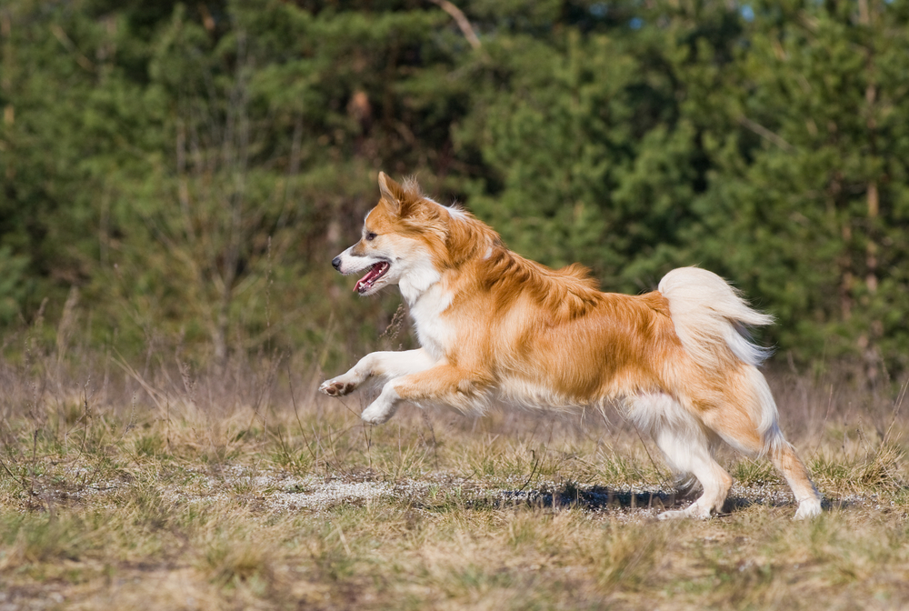 icelandic sheep dog running with trees in the background