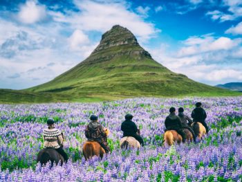 tourists horseback riding through arctic lupins near Kirkjufell