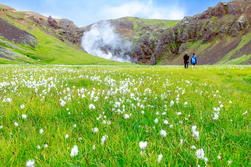 luscious green grass fills the valley at Reykjadalur Hot Springs