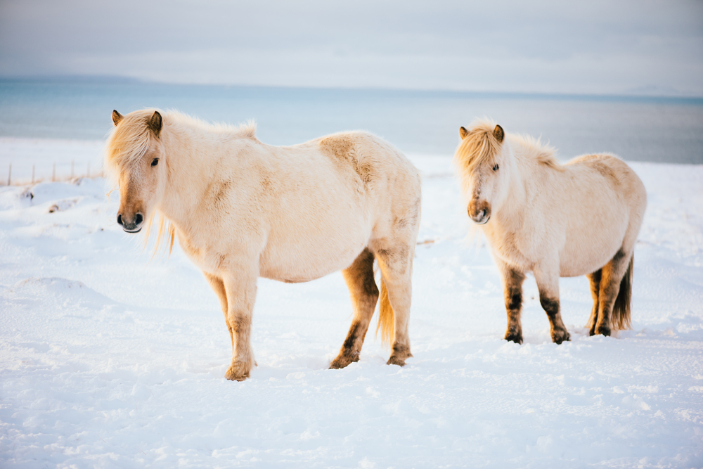 A couple of white Icelandic horses in a snowy field.