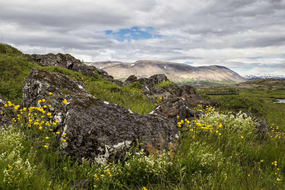 A spring landscape one of the best things to do in Thingvellir National Park. There are large boulders in a field full of tall grass and yellow and white wildflowers. 