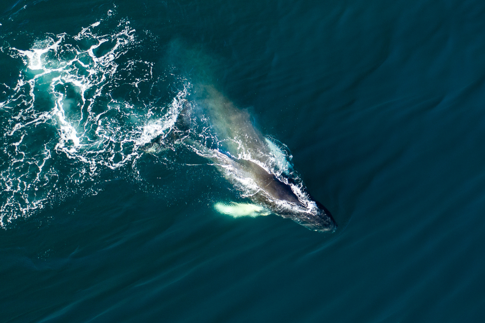 an aerial view of a Humpback whale in Iceland