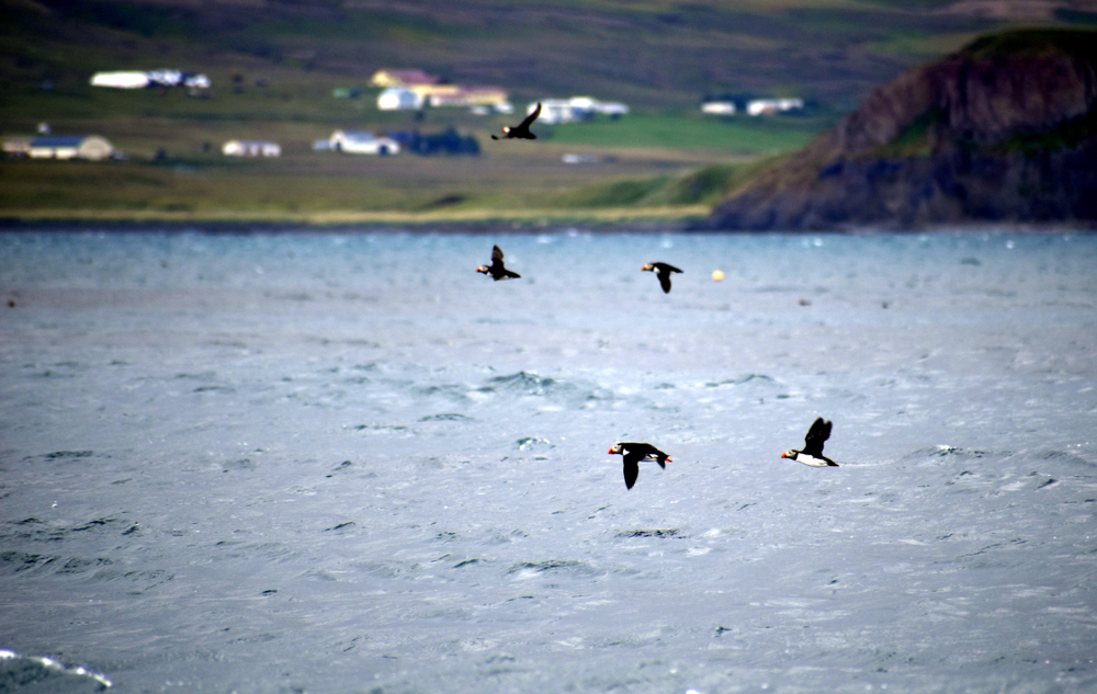 puffins flying over the water in Husavik, Iceland