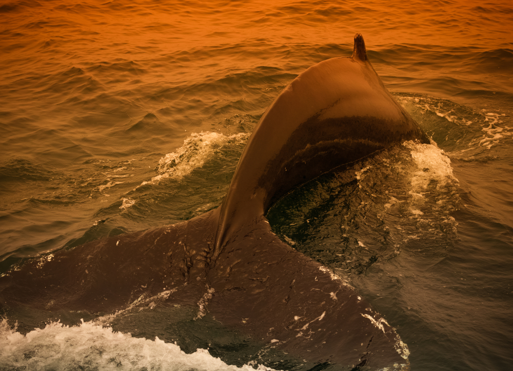 a whale about to flip its tail in the air around sunset with an orange glow reflecting off the water