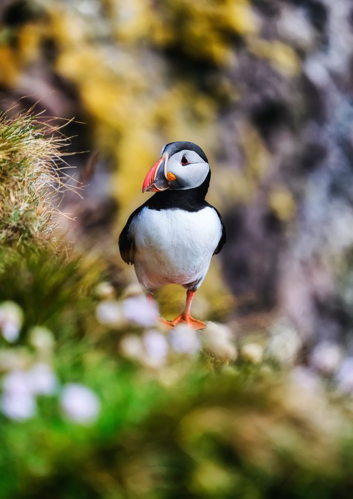 a puffin standing on a grassy cliff in May in Iceland