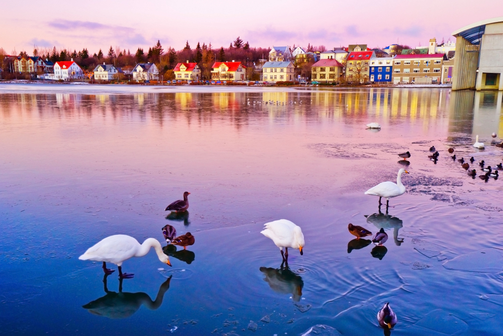White geese and ducks in the lake in Reykjavik at dusk.