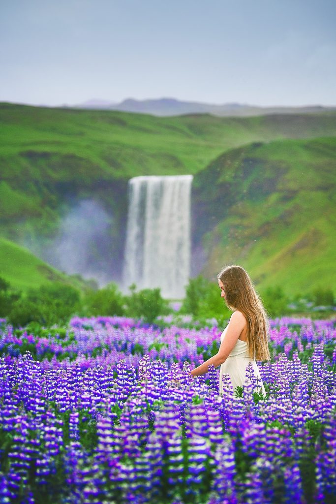 A girl in a white dress stands in a field of lupines with Skogafoss Waterfall in the distance during summer, the best time to visit Iceland to see flowers.