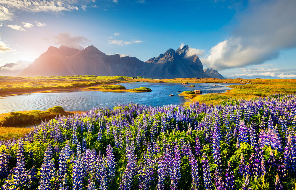 Field of purple lupine flowers before a river and mountains in the background.