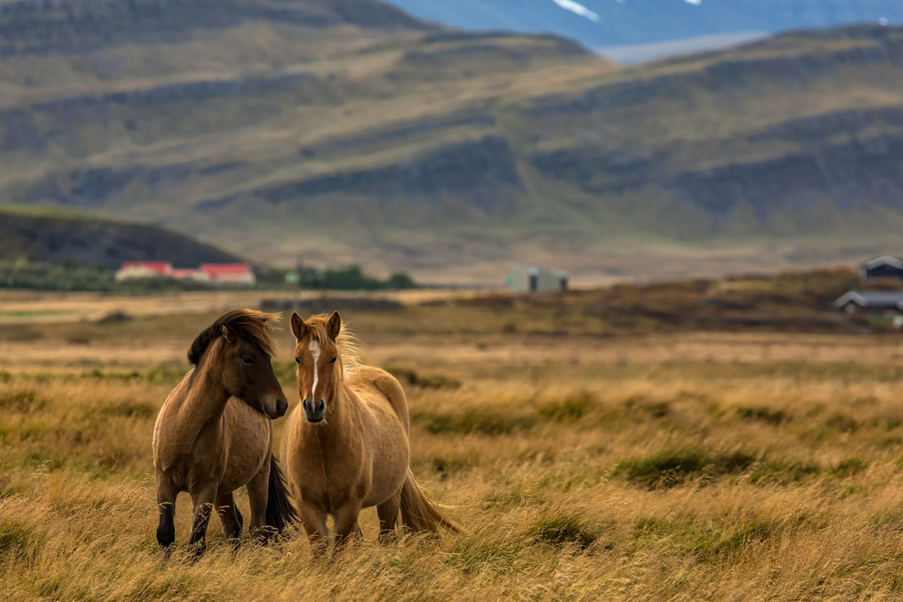 Two, brown Icelandic horses in an open, grassy field, something you might see during your 5 days in Iceland.