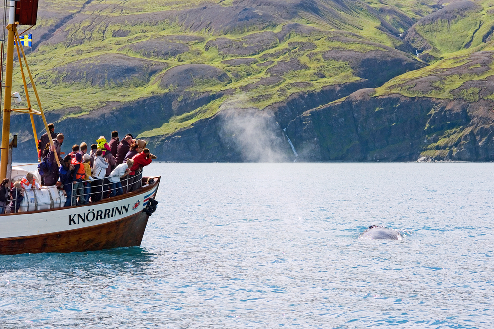 a boat of tourists on a whale watching tour with green hills it he background