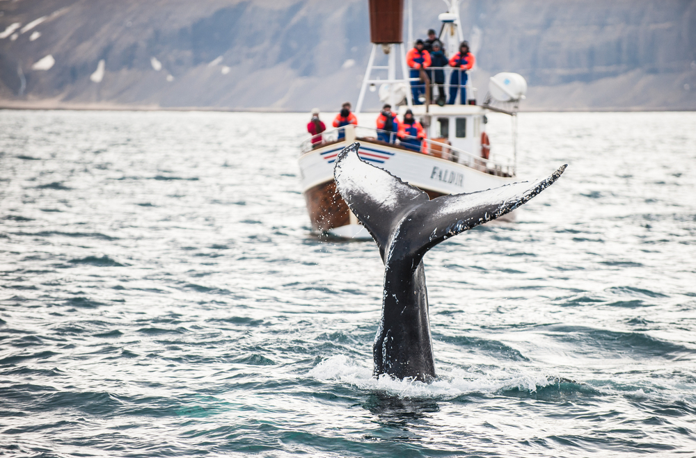 a whales tale and a boat in the foreground on one fo the whale watching tours in Rekyjavik