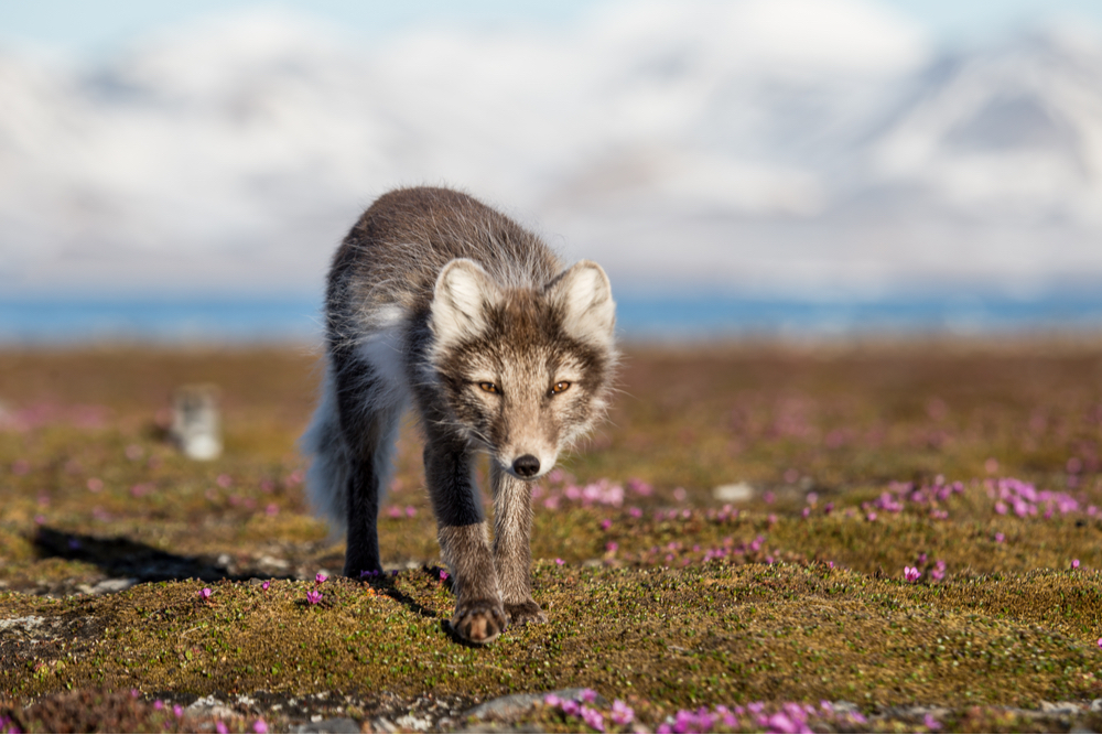 Arctic fox walks curiously toward visitors of the arctic fox center at westfjords attraction