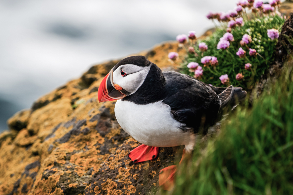 Colorful beaks of puffins sitting on sea cliffs are a main point of Látrabjarg Westfjord attractions 