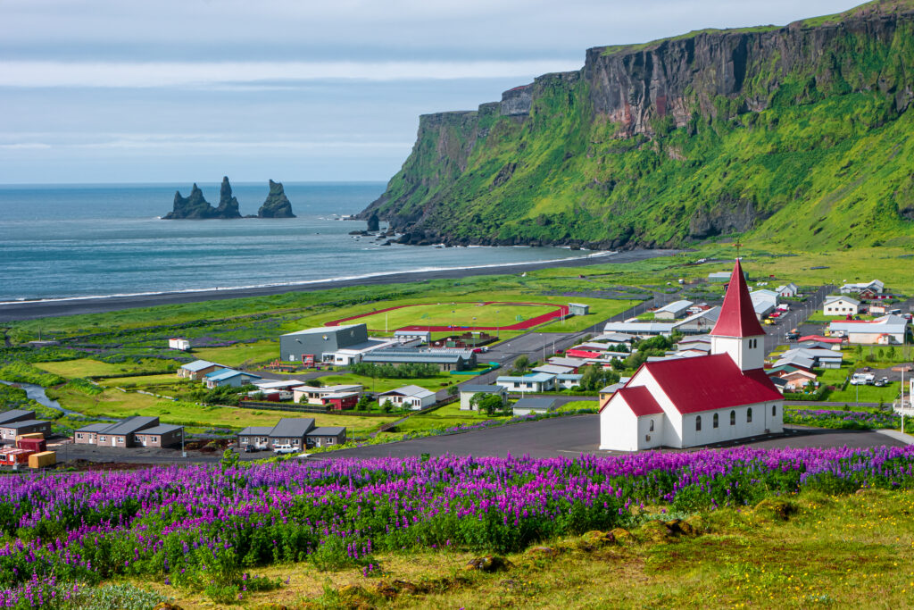 View looking down at the town of Vik featuring the church and purple flowers with the ocean in the distance.