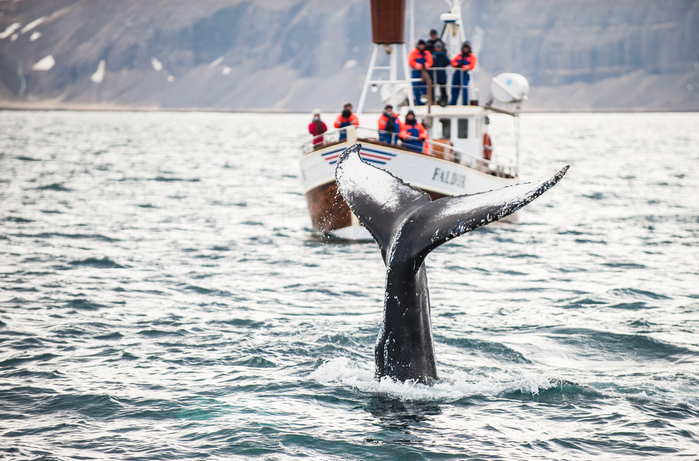 A boat in the water with a whales tail visible. Whale watching is a great thing to do in Iceland with kids. 