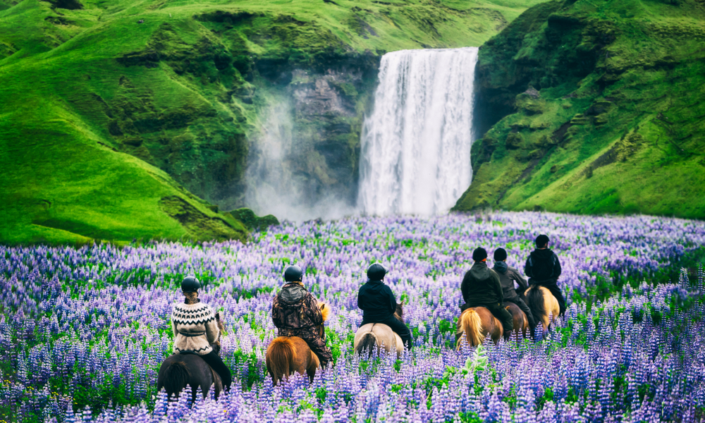 Tourists ride horses at the majestic Skogafoss Waterfall in countryside of Iceland in summer. They are surrounded by blue flowers 