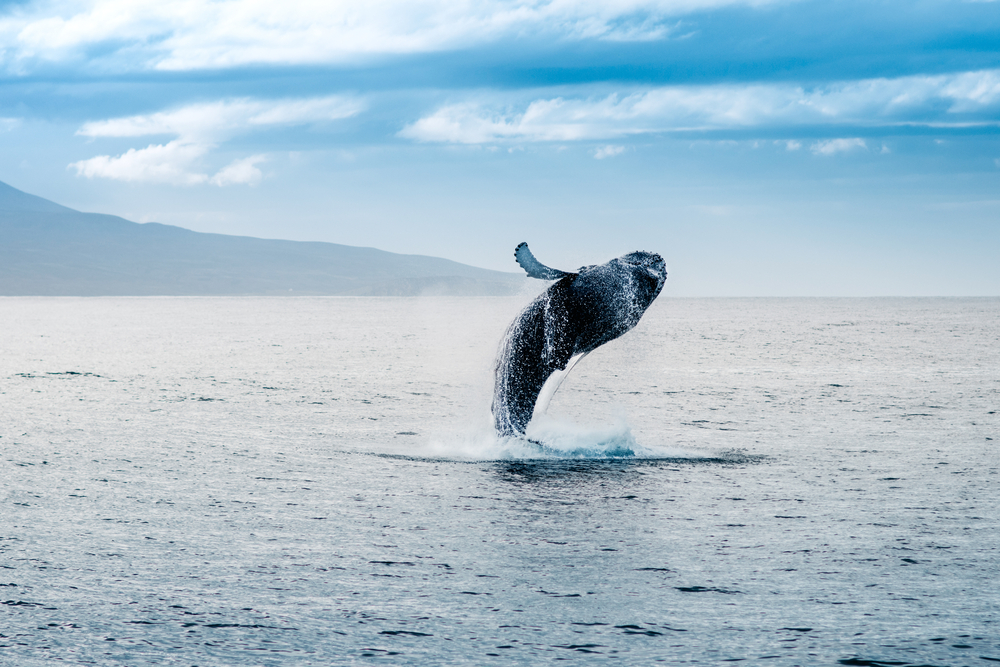 A whale jumping out of the water on a whale watching tour in Iceland 