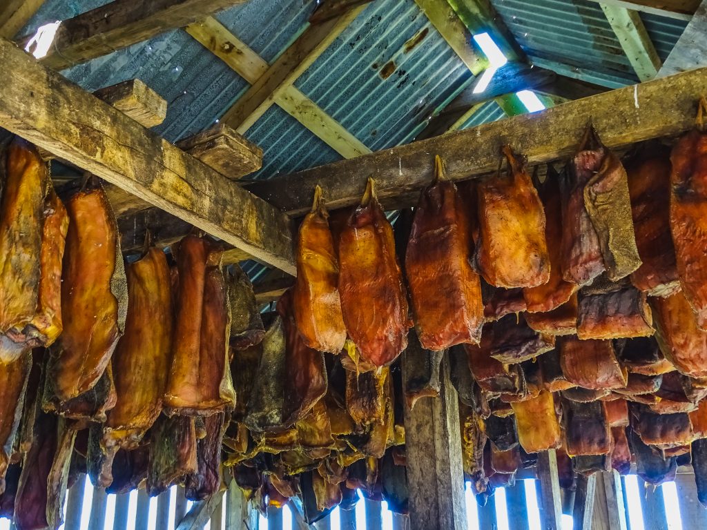 Specialty of iceland called hakarl fermented shark in open warehouse