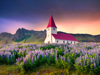 A white church in a field of purple flowers with a red roof in Vik, Iceland. You'll see it if you take the drive from Reykjavik to Vik.