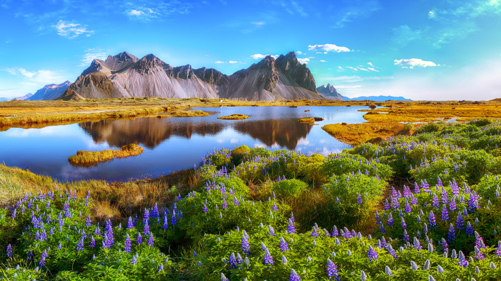 Mountains tower over lakes, green fields and flourished purple flowers during summer in Iceland.