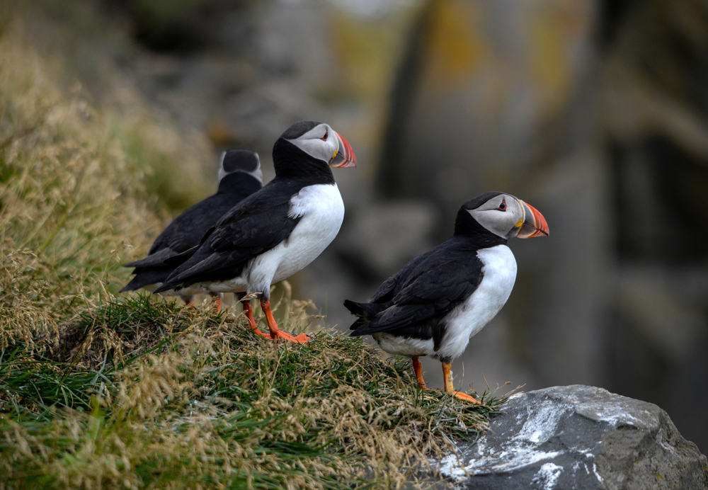 Puffins on one of the tours in Iceland where you can spot whales and puffins