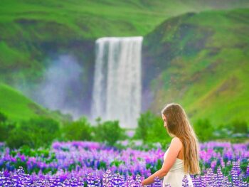 walking through a field of arctic lupines with Skogafoss waterfall in the background